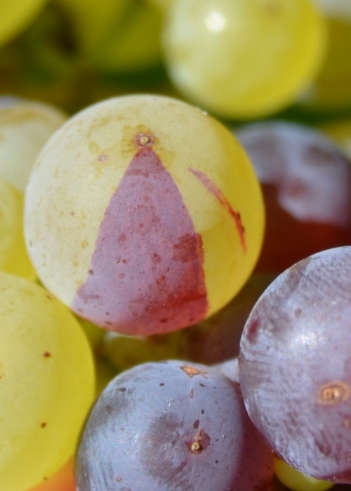 Roter Riesling Mutation